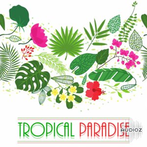 Soundmasters Tropical Paradise WAV Ableton Live Ni Massive screenshot