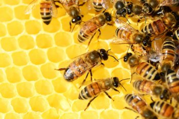 REQ: Soundholder Beehive screenshot