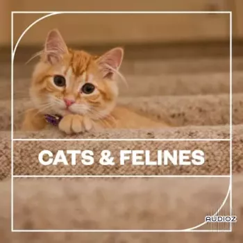Blastwave FX Cats and Felines WAV-FANTASTiC screenshot